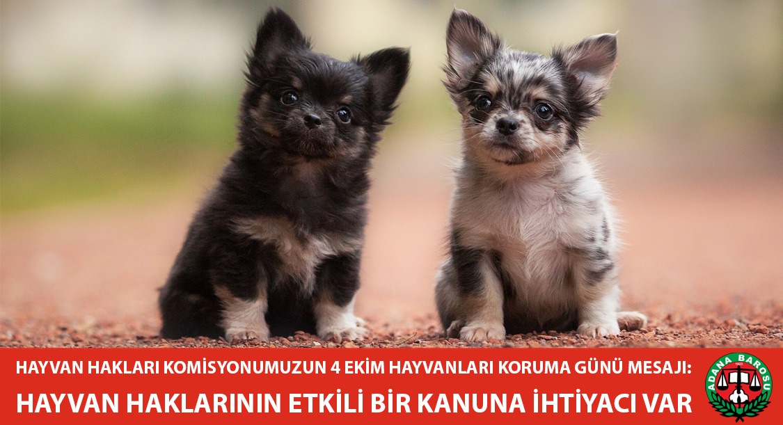 BAROMUZ HAYVAN HAKLARI KOMİSYONUNUN 4 EKİM DÜNYA HAYVANLARI KORUMA GÜNÜ MESAJI: “HAYVAN HAKLARININ ETKİLİ BİR KANUNA İHTİYACI VAR”